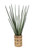 Sanseveria in Zig Zag Earthenware Vase