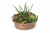 Mixed Succulents in Round Copper Planter