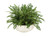 Fern Mixture in Ivory Highland Bowl