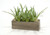 Aloe, Succulents in Rectangle Concrete Box