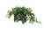 Grass and Grape Ivy in Dark Stained Rectangle Floor Planter