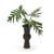 Selloum Philo Leaf with Pods in Black Container