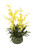 Yellow Oncidium Orchids Mixed with Succulents in Green Garden Pot