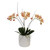 Mini Orchid with Foliage in Ribbed White Vase