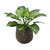 Hosta Plant in Bronze Planter