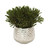 Oasis Green Platys Foliage in Silver Super Nova Planter