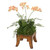 Mini Orchids in Wooden Square