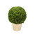 26" Round Boxwood in Terra Cotta Pot