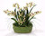 Green Vanda Orchids with Ferns in a Green Glazed Planter