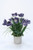 Blue Parrot Tulip in Concrete Planter