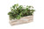Hedera Ivy in Whitewash Wooden Planter