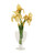 Light Yellow Bearded Iris in Footed Glass Vase