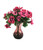 Pink Pansy Bush in Violet Bulb Forcer (2 Pc Set)