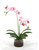 White Purple Phaleanopsis Orchids in Glass Cylinder