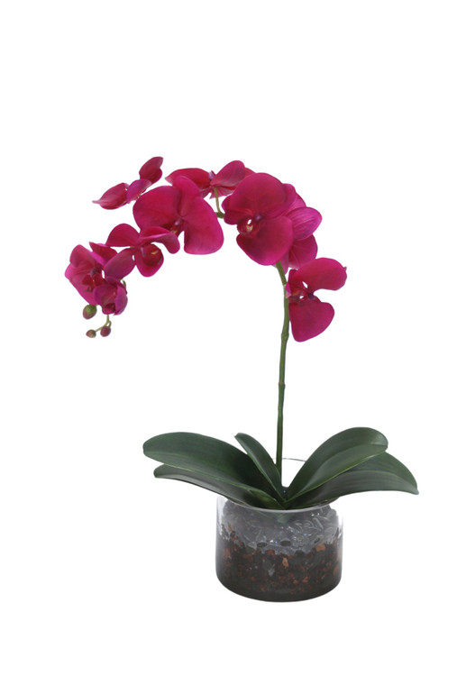 Violet Orchid with Foliage