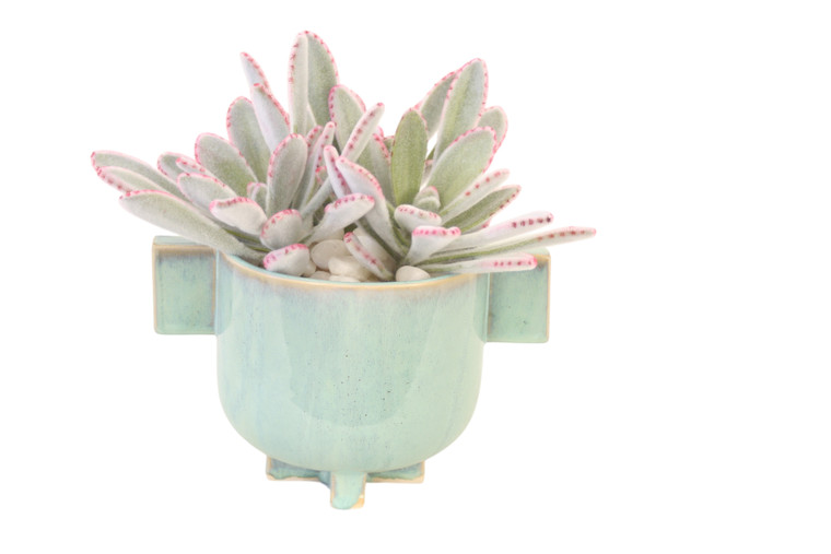 Panda Succulents in Turquoise Planter