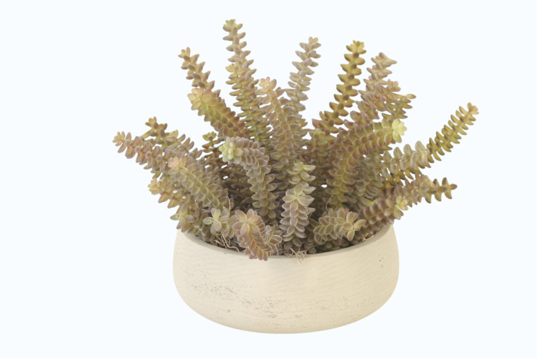 Mini Crassula with Dove shells in Gray Bowl