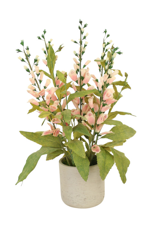 Pink Foxglove Plant in Grey Planter