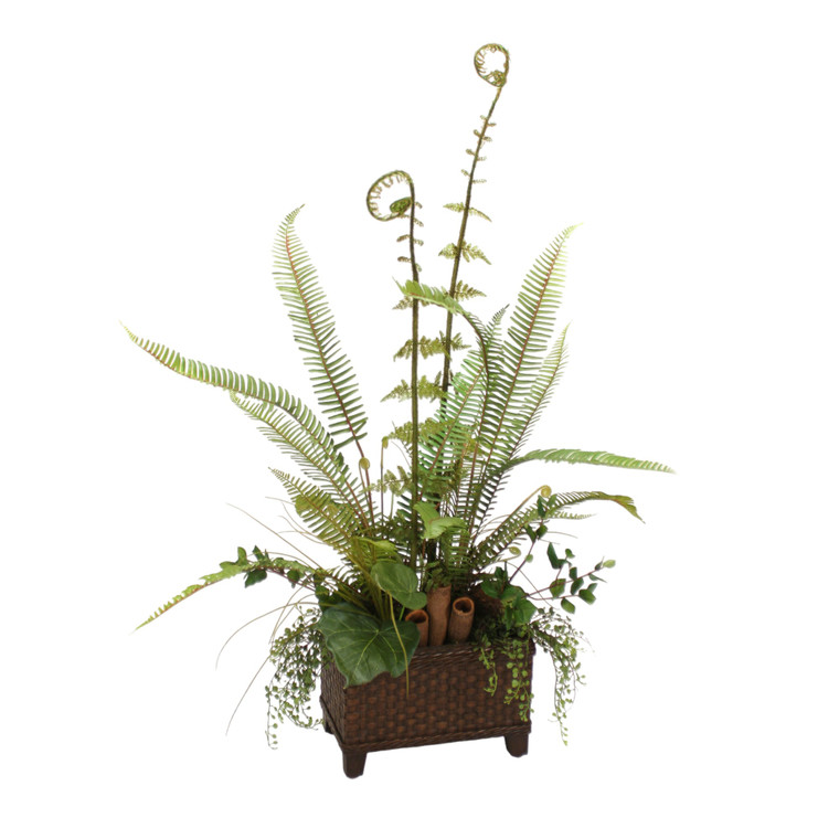Fern Mix in Basket