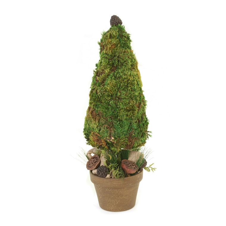 Mossed  Cone Tree in Terracotta Pot with Burlap Ribbon and Pods
