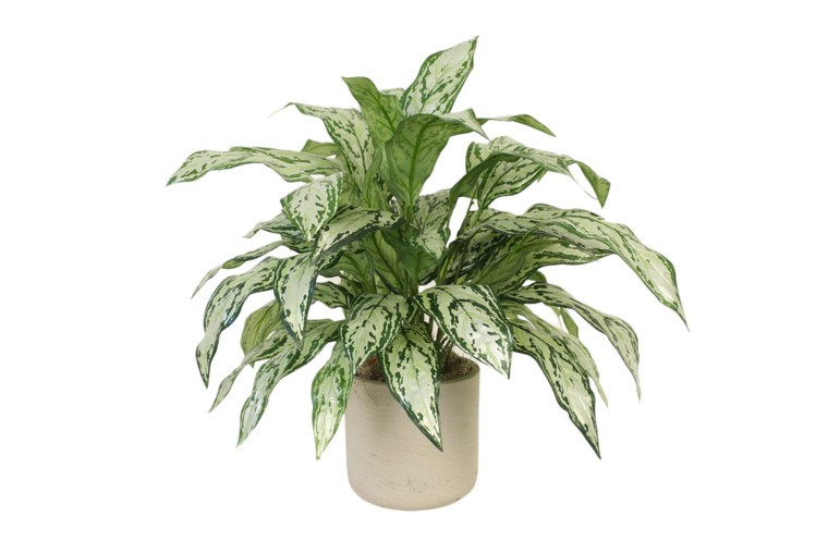 Silver Queen Plant in Grey Planter