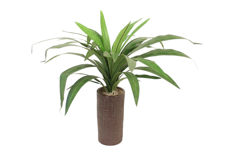 Dracena in Brown Textured Ceramic Vase