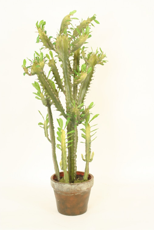 Succulent Tree in Aged Terra Cotta Pot