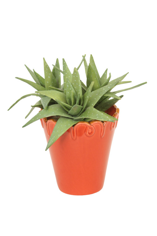 Succulent in Orange Planter