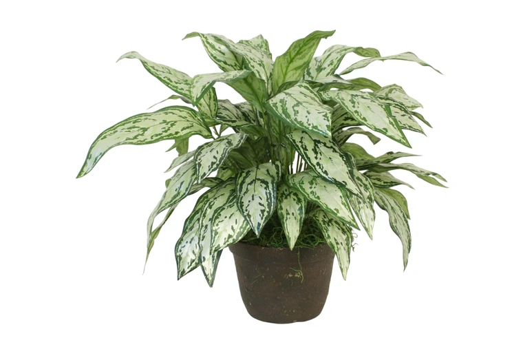 Silver Queen Planting in Antique Planter