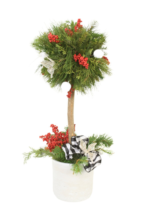 Pine Topiary with Accents of Red in White Planter