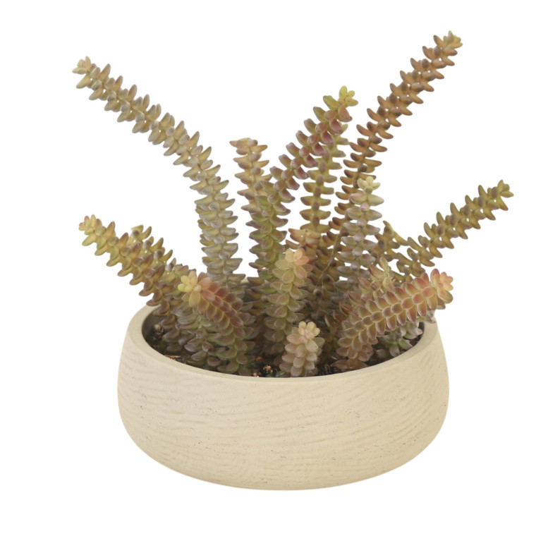 Mini Crassula With Dove Shells In Gray Bowl