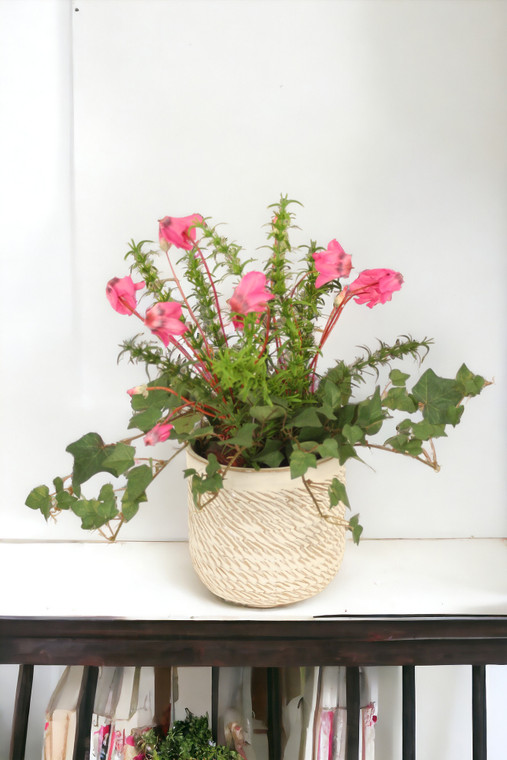 Cyclamen Orchid in Beige Pot