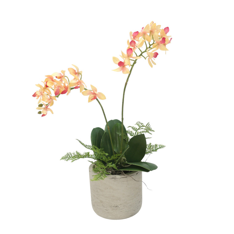 Mini Phalaenopsis Plants in Sm Grey Planter (Set of 2)