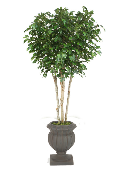 8' Ficus in Rust Selby Urn