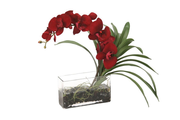 Red Phalaenopsis Orchid with Black Rocks In Glass Vase