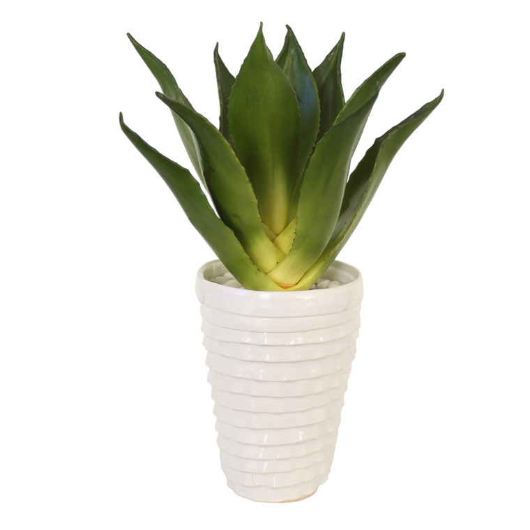Agave in Layered White Pot