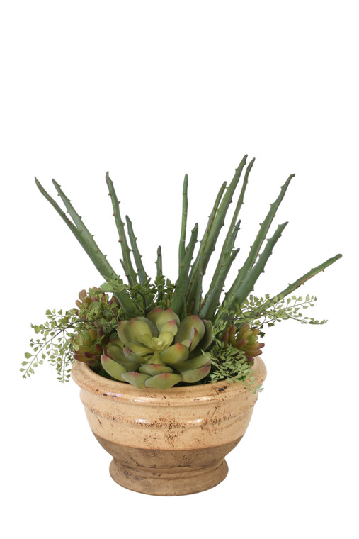 Aloe Garden with Succelents and Echeveria, Maiden Hair Fern in Stone Bowl