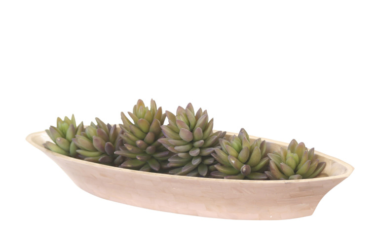 Natural Shell Tiles Boat Shaped with Succulents