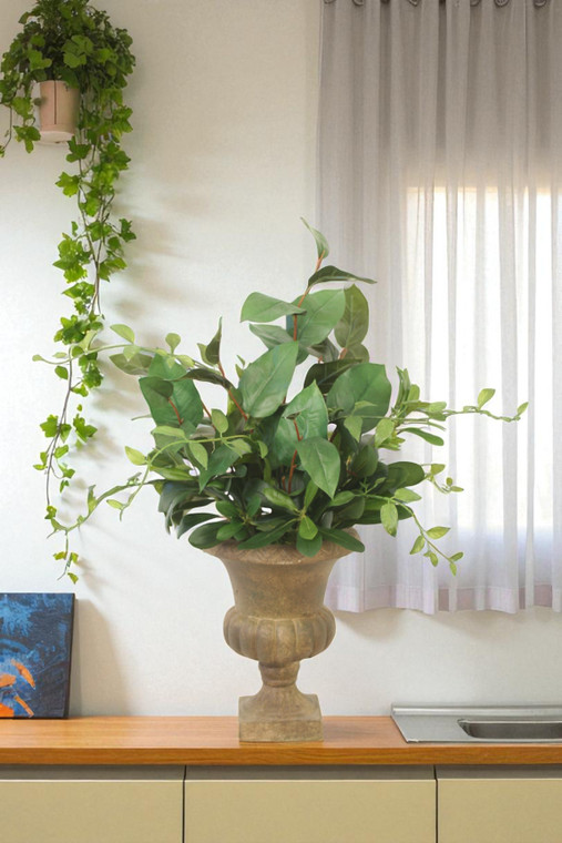 Bayleaf Mixed with Pittosporum in Classic Small Urn
