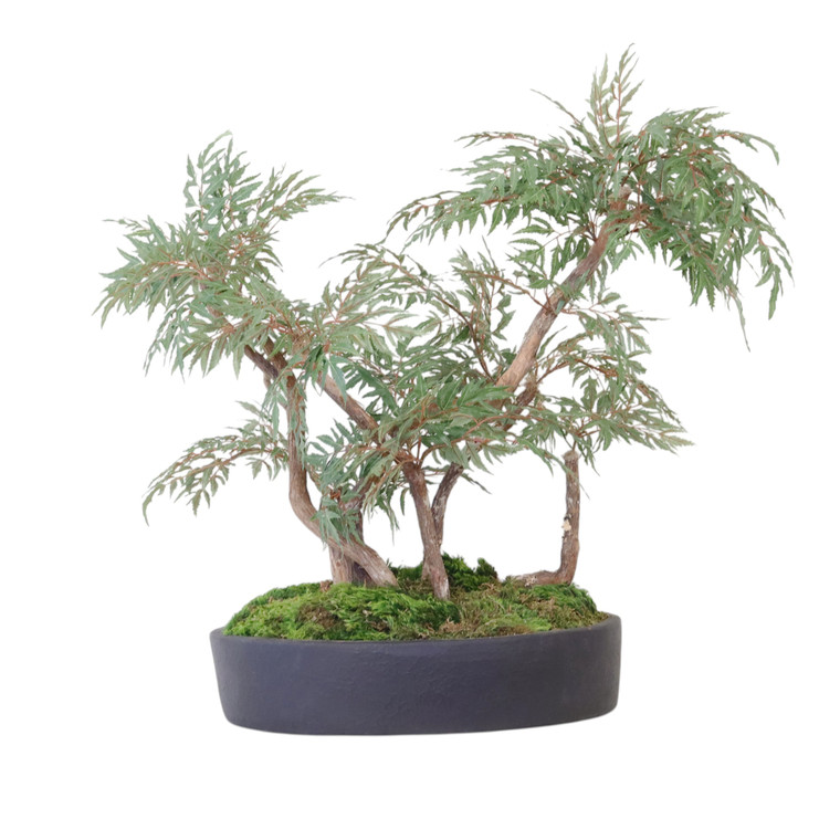 Ming Aralia Bonsai Plant in Oval Planter