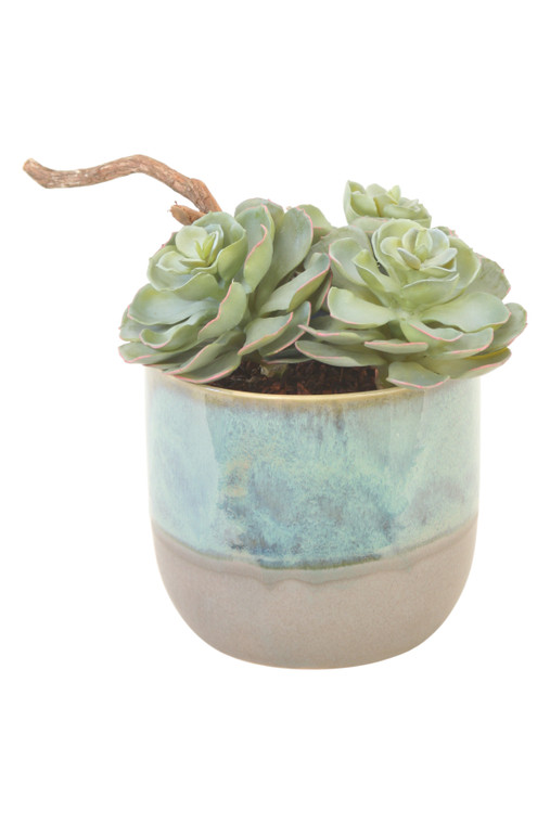 Rosette Succulents in Turquoise/Grey planter