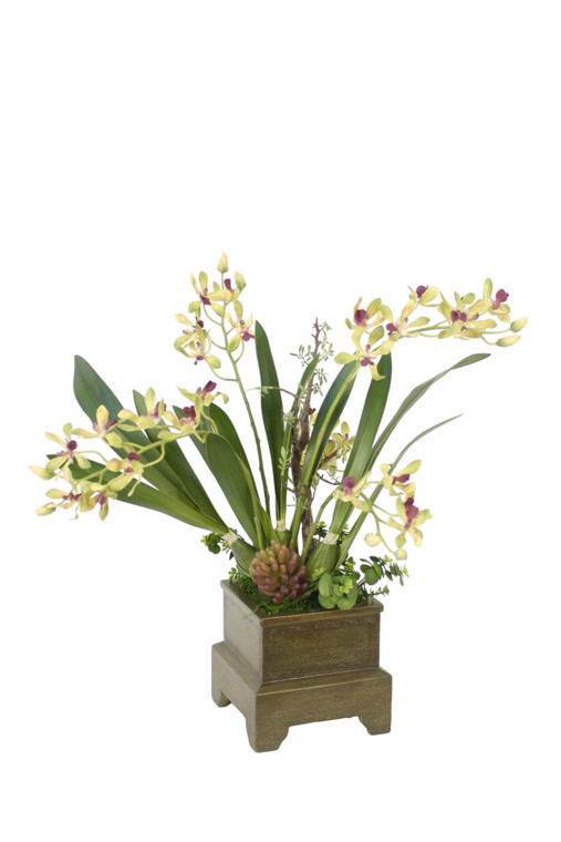 Green Orchids in Antique Green Planter