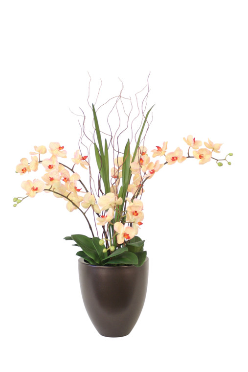 Phalaenopsis Orchids with Orchid Foliage and Curly Willow in Tapered Metal Container