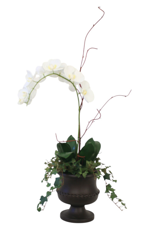 Cream White Phalaenopsis Orchids in Urn