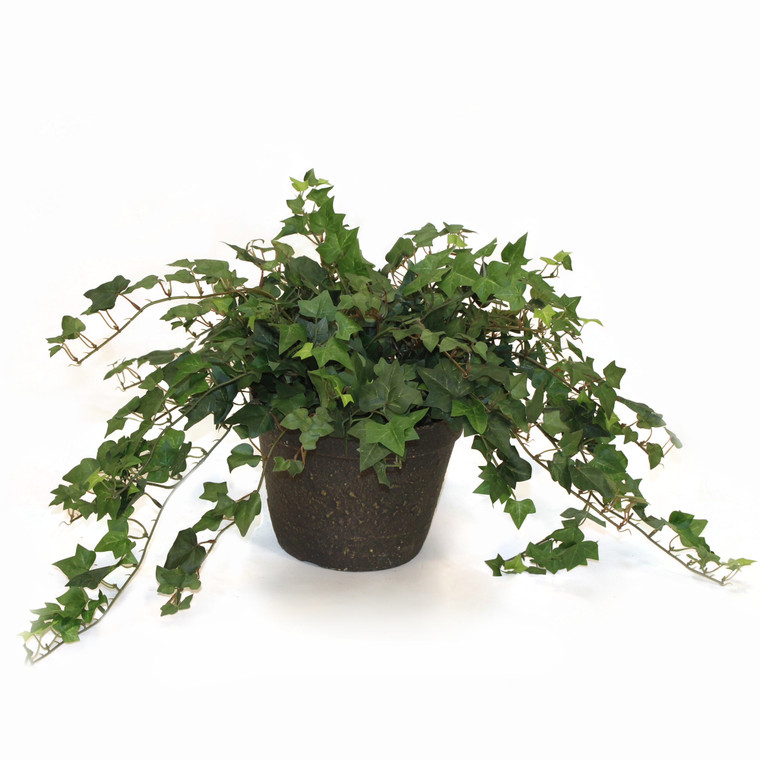 Ivy in Rust Clay Pot