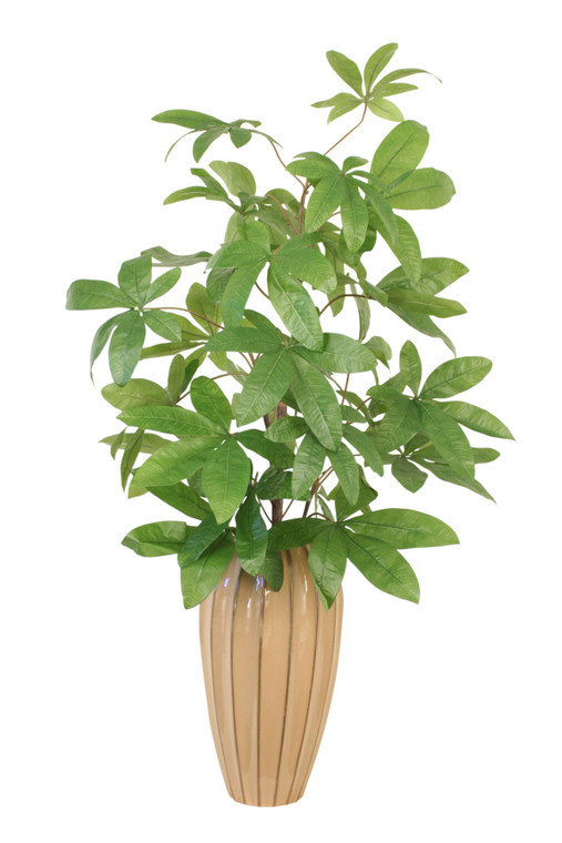 Money Tree In Earthenware Vase