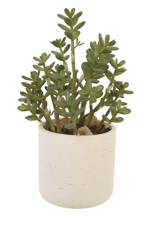 Green Jade Plant in White Stone Planter
