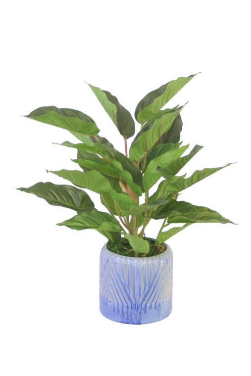 Rohdea Plant in Blue Planter