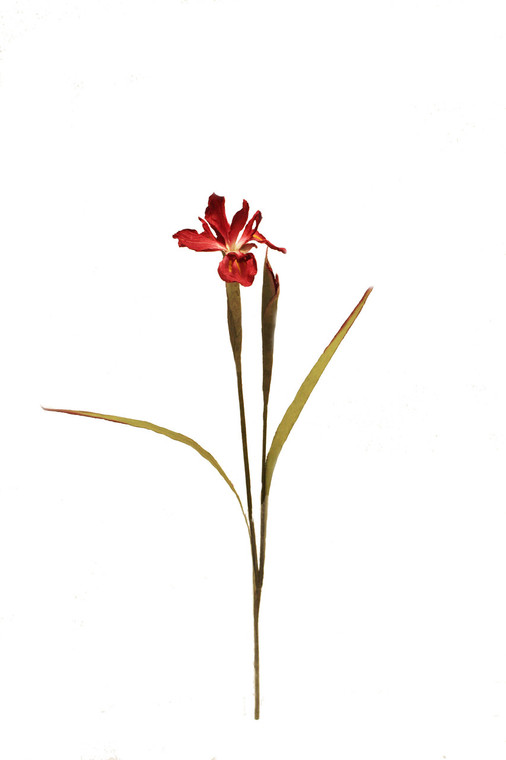 NEW DUTCH IRIS - BURGUND-Set of 6