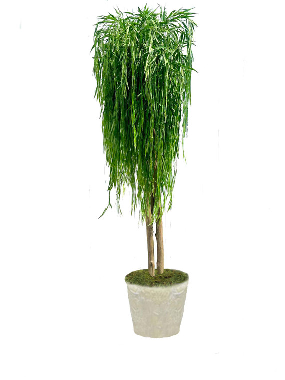 7.5' Weeping Willow in Liner